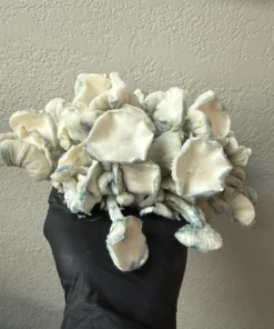 Psilocybin Mushrooms