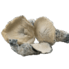 Psilocybin Mushrooms