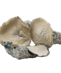 Psilocybin Mushrooms