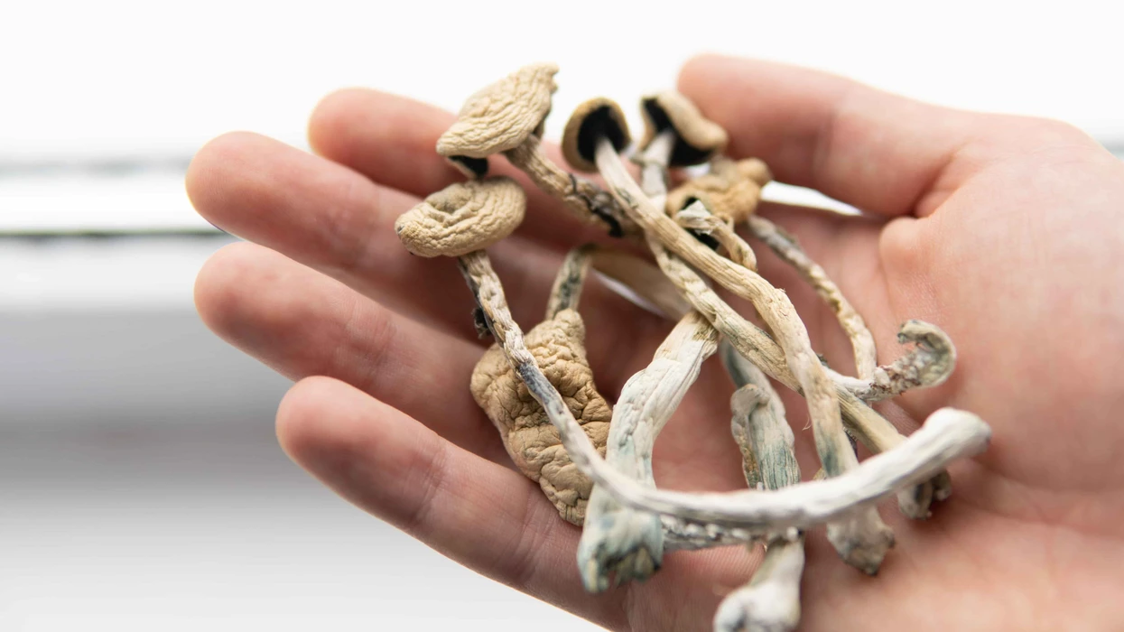 Psilocybin Mushrooms Psilocybin Mushrooms