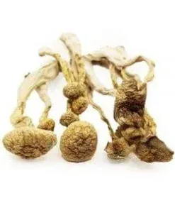 Psilocybin Mushrooms