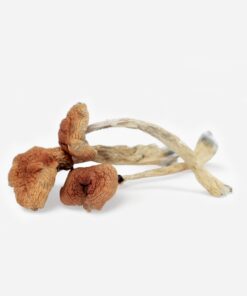 Magic Mushrooms