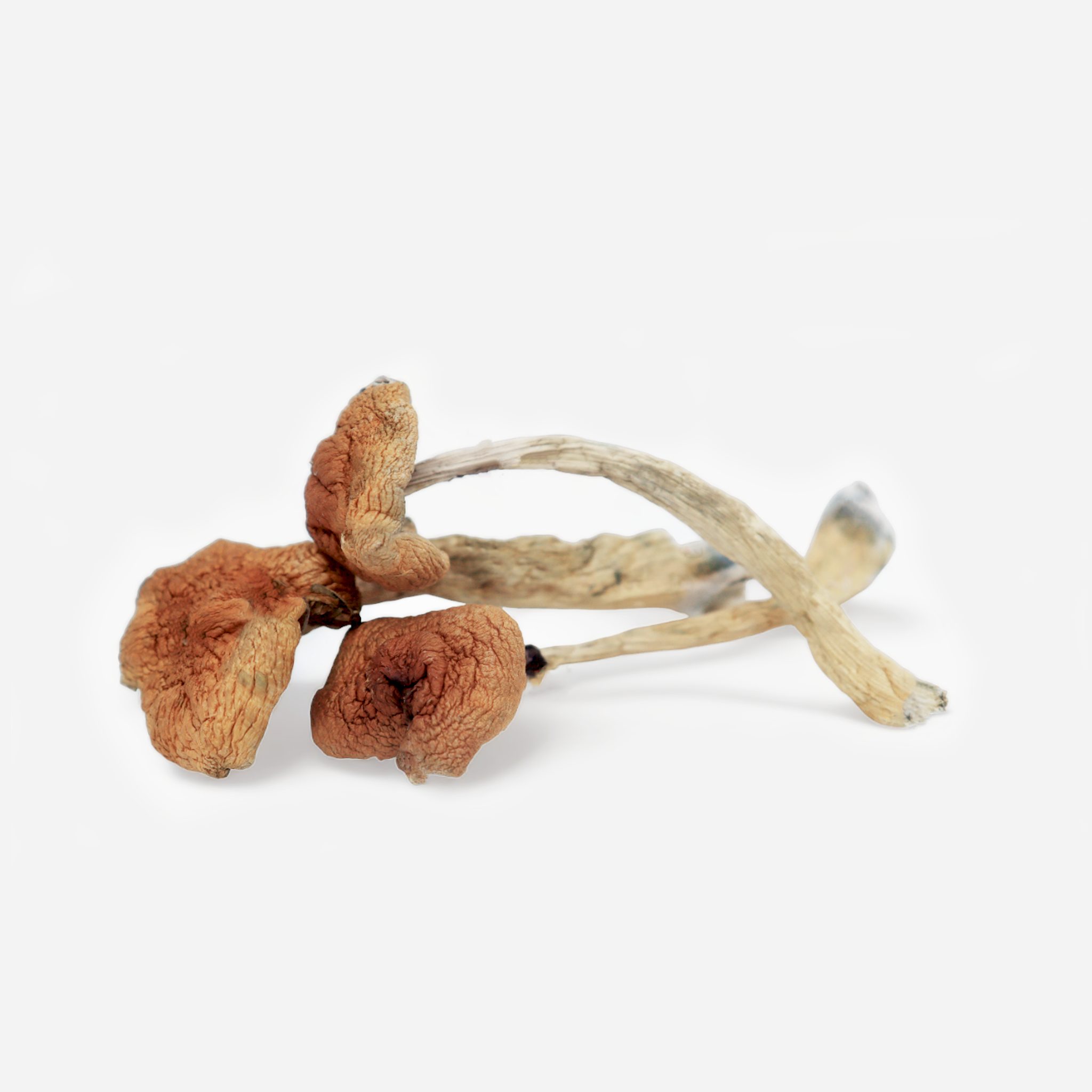 Magic Mushrooms Magic Mushrooms