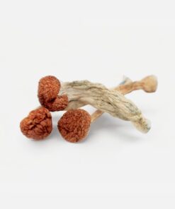 Magic Mushrooms
