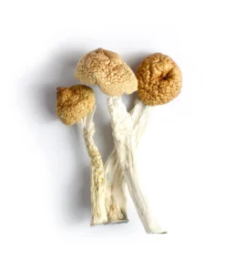Magic Mushrooms