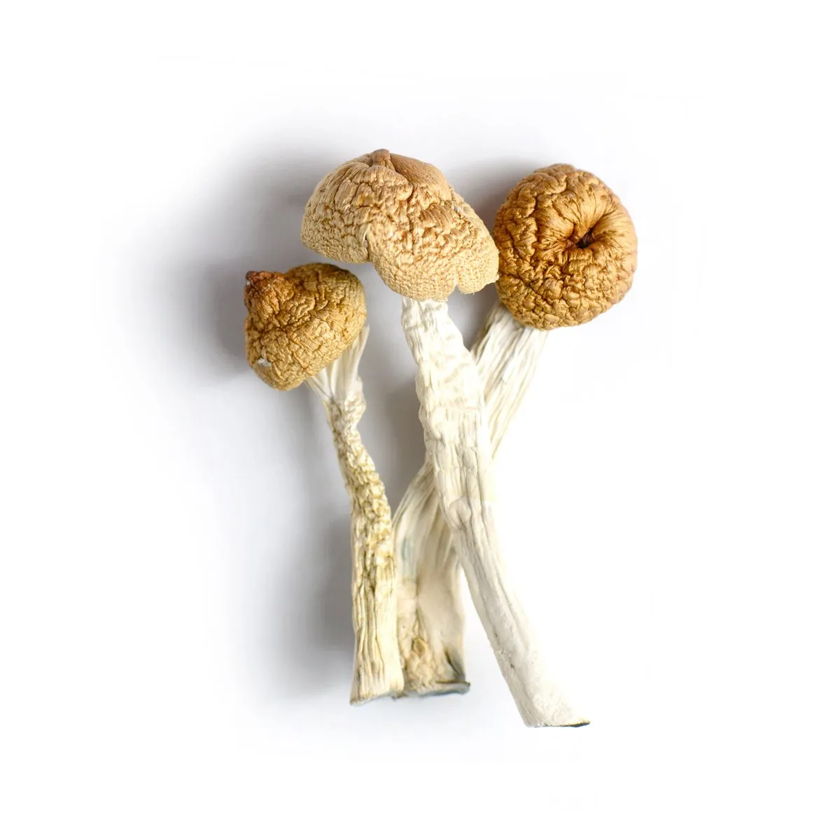 Magic Mushrooms Magic Mushrooms