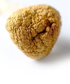 Magic Mushrooms