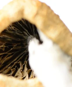 Magic Mushrooms