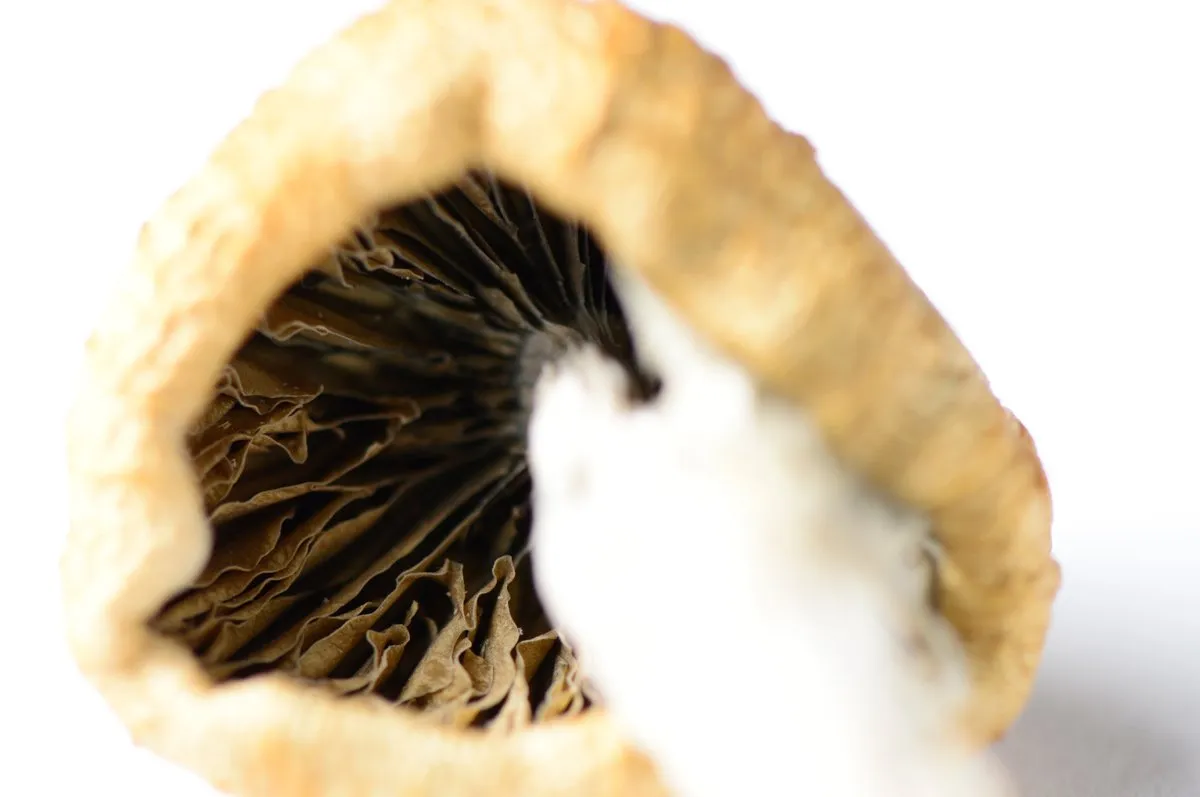 Magic Mushrooms Magic Mushrooms