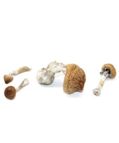 Magic Mushrooms