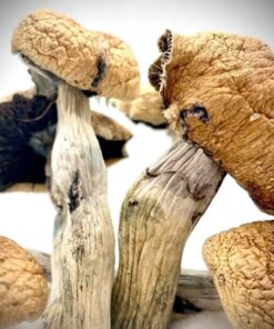 Magic Mushrooms
