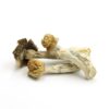 Magic Mushrooms