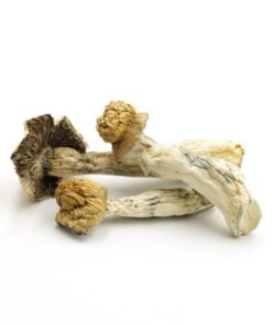 Magic Mushrooms