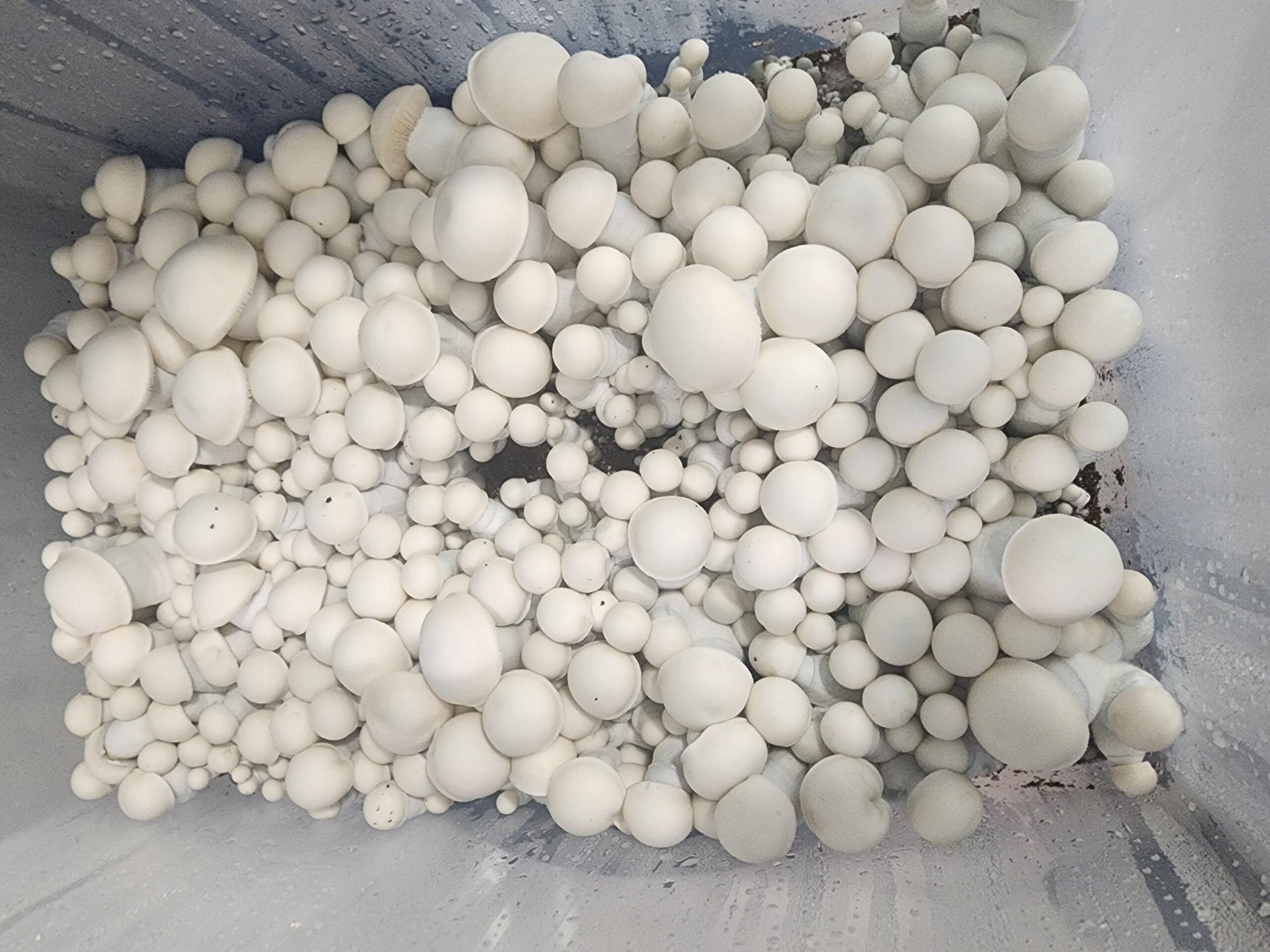 Magic Mushrooms Magic Mushrooms